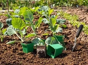 Вирощування розсади капусти (вирощування розсади капусти на продаж) Вирощування розсади капусти