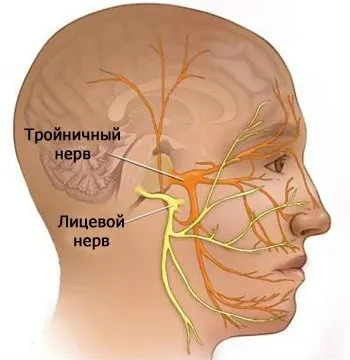 Запалення лицевого нерва симптоми і препарати для лікування в домашніх умовах (лицьового) Запалення лицевого нерва симптоми і препарати для лікування в домашніх умовах