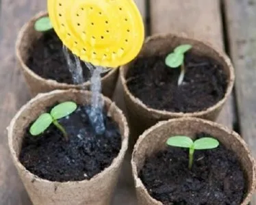 Вирощування соняшнику з насіння на дачі у відкритий грунт коли садити, технологія (соняшнику) Вирощування соняшнику з насіння на дачі у відкритий грунт коли садити, технологія