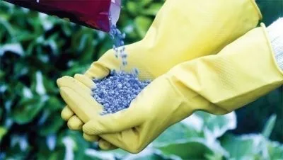 Вирощування соняшнику з насіння на дачі у відкритий грунт коли садити, технологія (соняшнику) Вирощування соняшнику з насіння на дачі у відкритий грунт коли садити, технологія