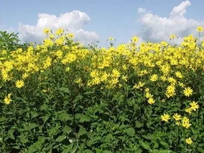 Вирощування соняшнику з насіння на дачі у відкритий грунт коли садити, технологія (насіння) Вирощування соняшнику з насіння на дачі у відкритий грунт коли садити, технологія