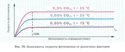 Вплив на швидкість фотосинтезу різних факторів (чинників) Вплив на швидкість фотосинтезу різних факторів