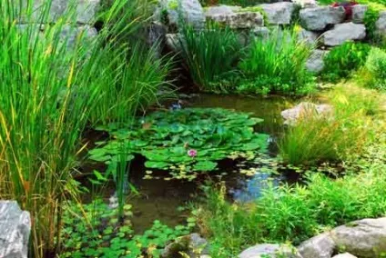 Водойми на дачі і в саду своїми руками приклади облаштування (саду) Водойми на дачі і в саду своїми руками приклади облаштування