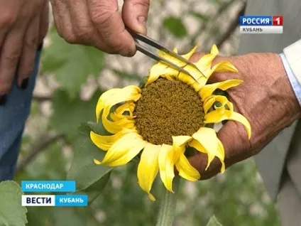Вирощування соняшнику з насіння на дачі у відкритий грунт коли садити, технологія (насіння) Вирощування соняшнику з насіння на дачі у відкритий грунт коли садити, технологія