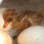 Яйця для інкубатора збір, зберігання, закладка (зберігання) Яйця для інкубатора збір, зберігання, закладка