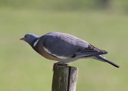 Припутень - різновид голубів