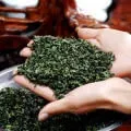 Зелений пуер корисні властивості і особливості приготування (особливо) Зелений пуер корисні властивості і особливості приготування