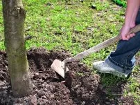 Задерніння грунту в саду - особливості та переваги, садівник (садиба)