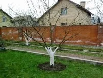 Задерніння грунту в саду - особливості та переваги, садівник (садиба)