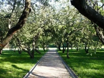 Задерніння саду - плодові дерева (дерева) Задерніння саду - плодові дерева