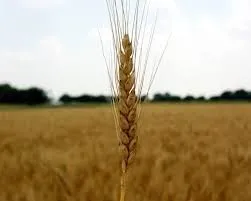 Злакові продукти і алергія, алергія (продукти) Злакові продукти і алергія, алергія