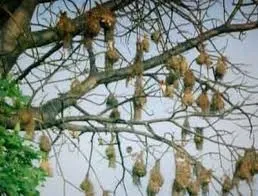 Чи знаєте ви, що