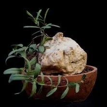 Каудекс і каудексние рослини - raritet-plants, raritet-plants (рослини) Каудекс і каудексние рослини - raritet-plants, raritet-plants