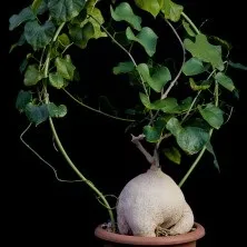 Каудекс і каудексние рослини - raritet-plants, raritet-plants (рослини) Каудекс і каудексние рослини - raritet-plants, raritet-plants