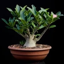 Каудекс і каудексние рослини - raritet-plants, raritet-plants (рослини) Каудекс і каудексние рослини - raritet-plants, raritet-plants