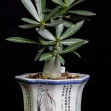 Каудекс і каудексние рослини - raritet-plants, raritet-plants (каудекс) Каудекс і каудексние рослини - raritet-plants, raritet-plants