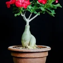 Каудекс і каудексние рослини - raritet-plants, raritet-plants (каудекс) Каудекс і каудексние рослини - raritet-plants, raritet-plants