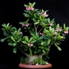 Каудекс і каудексние рослини - raritet-plants, raritet-plants (каудекс) Каудекс і каудексние рослини - raritet-plants, raritet-plants