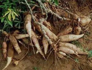 Кассава (маніока), cooks - кухаря казахстана (cooks) Кассава (маніока), cooks - кухаря казахстана