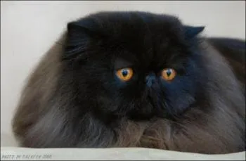 кастрація кота