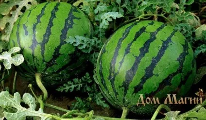До чого сниться кавун сонник - купувати кавун уві сні - до великого прибутку (сонник) До чого сниться кавун сонник - купувати кавун уві сні - до великого прибутку