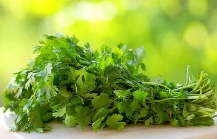 Кінза - корисні властивості і використання в кулінарії (кулінарії) Кінза - корисні властивості і використання в кулінарії