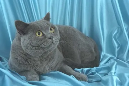 кастрація кота