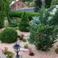 Клематиси в ландшафтному дизайні фото, посадка в саду (ландшафтному дизайні садової) Клематиси в ландшафтному дизайні фото, посадка в саду
