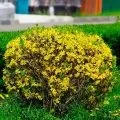 Клематиси в ландшафтному дизайні фото, посадка в саду (дизайні садової ділянки) Клематиси в ландшафтному дизайні фото, посадка в саду