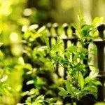 Клематиси в ландшафтному дизайні саду фото, поради, поєднання, день дачника (дизайні) Клематиси в ландшафтному дизайні саду фото, поради, поєднання, день дачника
