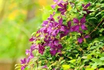 Клематиси в ландшафтному дизайні популярні сорти, варіанти використання, поєднання з іншими