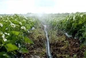 Полуниця сорти «Альбіон» правила посадки та вирощування