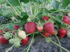Полуниця сорти «Альбіон» правила посадки та вирощування