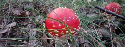 Коли і де ростуть мухомори (мухомори) Коли і де ростуть мухомори
