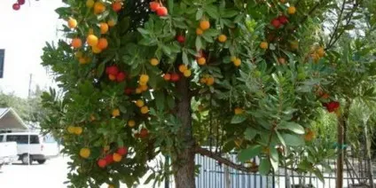 Полуничне дерево фото і вирощування (полуничне) Полуничне дерево фото і вирощування