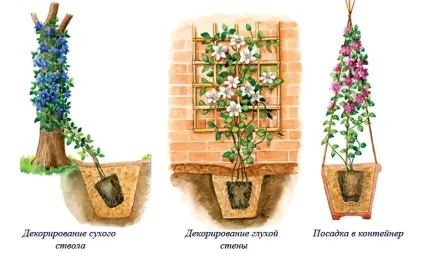 Клематиси в ландшафтному дизайні фото, посадка в саду (ландшафтному дизайні садової ділянки) Клематиси в ландшафтному дизайні фото, посадка в саду