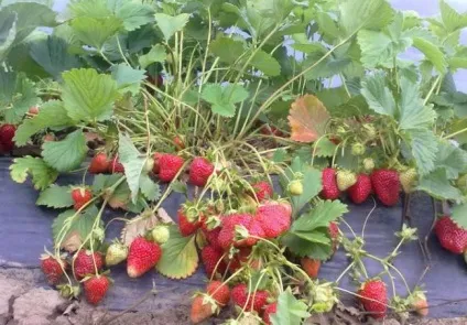 Полуниця Альбіон опис і гідності сорти, розмноження, посадка, догляд, відгуки, відео, фото