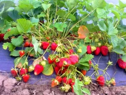 Полуниця Альбіон опис сорту, фото, відгуки (сорти) Полуниця Альбіон опис сорту, фото, відгуки