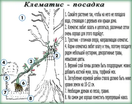 Клематиси в ландшафтному дизайні фото, посадка в саду (дизайні) Клематиси в ландшафтному дизайні фото, посадка в саду