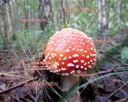 Коли і де ростуть мухомори (коли ростуть мухомори) Коли і де ростуть мухомори