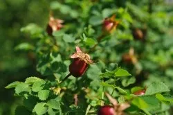 Коли збирати шипшину плоди, коріння (шипшина) Коли збирати шипшину плоди, коріння