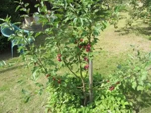 Колоновидні плодові дерева як виростити смачну сливу відео (дерева) Колоновидні плодові дерева як виростити смачну сливу відео