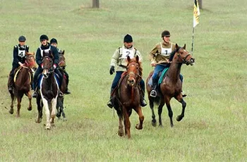 Кінні пробіги, токс, Тюменський обласний конярський союз (більш короткі дистанції) Кінні пробіги, токс, Тюменський обласний конярський союз
