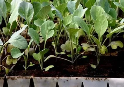Коли садити кольорову капусту на розсаду тонкощі процесу (капусту) Коли садити кольорову капусту на розсаду тонкощі процесу
