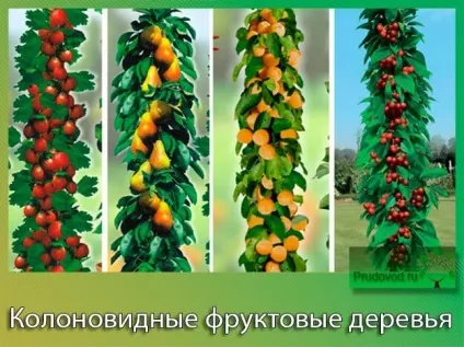 Колоновидні фруктові дерева кращі сорти і правила догляду (дерева) Колоновидні фруктові дерева кращі сорти і правила догляду