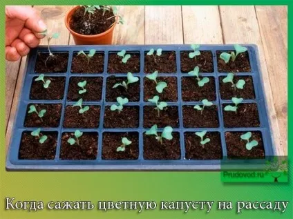 Коли садити кольорову капусту на розсаду тонкощі процесу (капусту) Коли садити кольорову капусту на розсаду тонкощі процесу