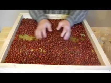 Коли збирати шипшину на сушку в домашніх умовах (шипшина) Коли збирати шипшину на сушку в домашніх умовах