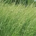 Корнеклубнеплоди і баштанні корми, omedvet (корнеклубнеплоди) Корнеклубнеплоди і баштанні корми, omedvet