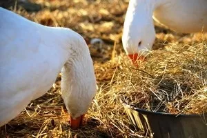 Корм для гусей взимку в домашніх умовах заготівля корму і щоденний раціон, види кормів і як (взимку) Корм для гусей взимку в домашніх умовах заготівля корму і щоденний раціон, види кормів і як