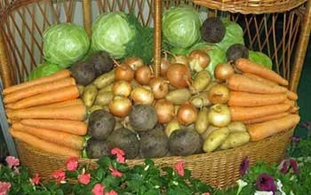 Корнеклубнеплоди і баштанні корми, omedvet (основи годівлі) Корнеклубнеплоди і баштанні корми, omedvet